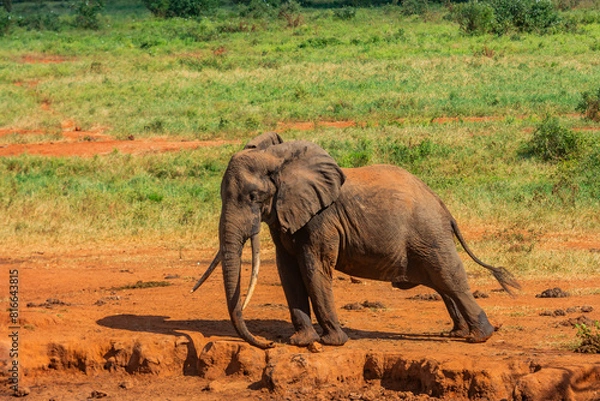 Fototapeta A Young Elephant Stretching in the Sun at Tsavo West National Park