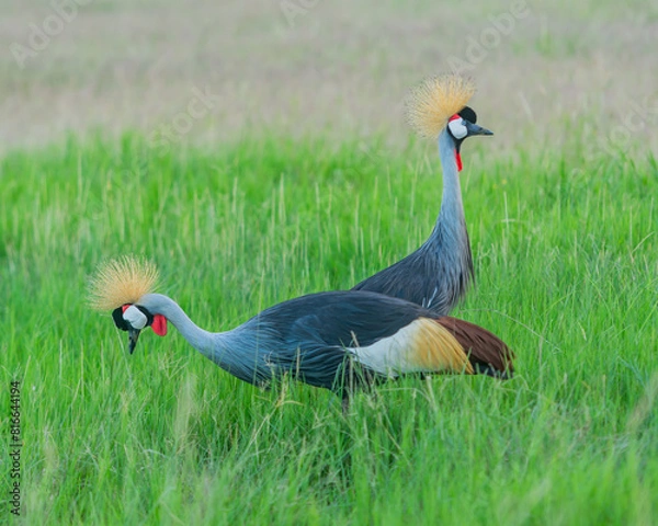 Fototapeta Two Crown Birds at an angle