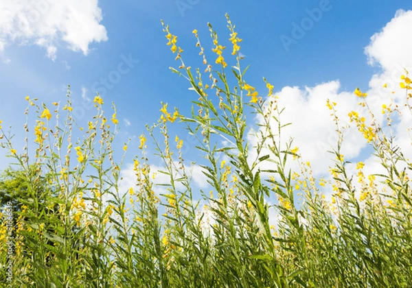 Obraz yellow mustard flowers