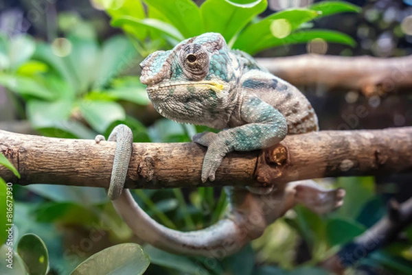 Fototapeta Chameleon walking on a branch. It's a popular pet in Thailand.