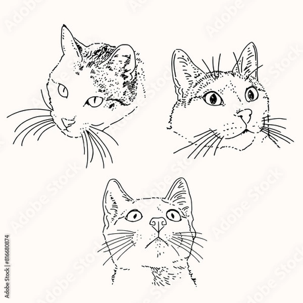 Obraz cat portrait minimal drawings
