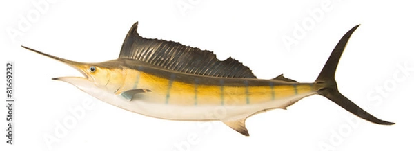 Obraz sailfish flying midair isolated white background