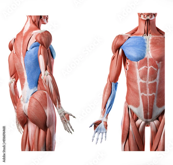 Fototapeta Superficial front arm lines SFAL - teres major, pectoralis major, latissimus dorsi, flexor groupe of the forearm