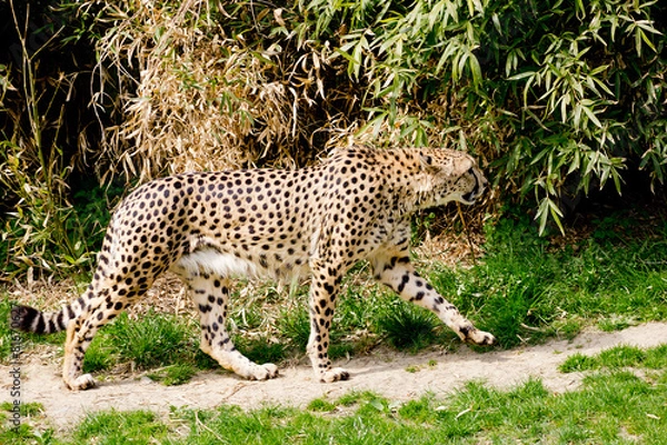 Fototapeta Cheetah going hunting