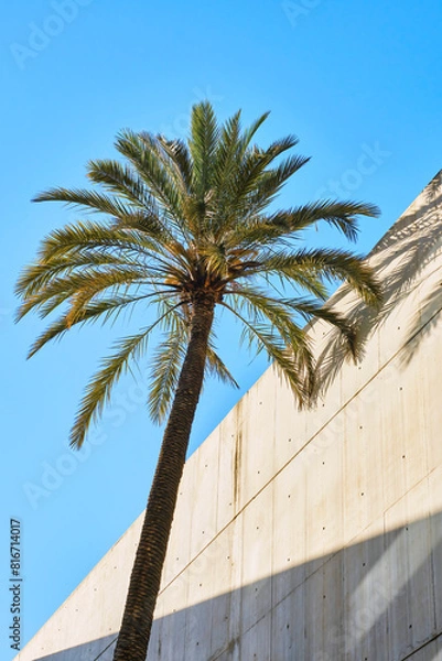 Fototapeta Palm trees in the city. Selective focus