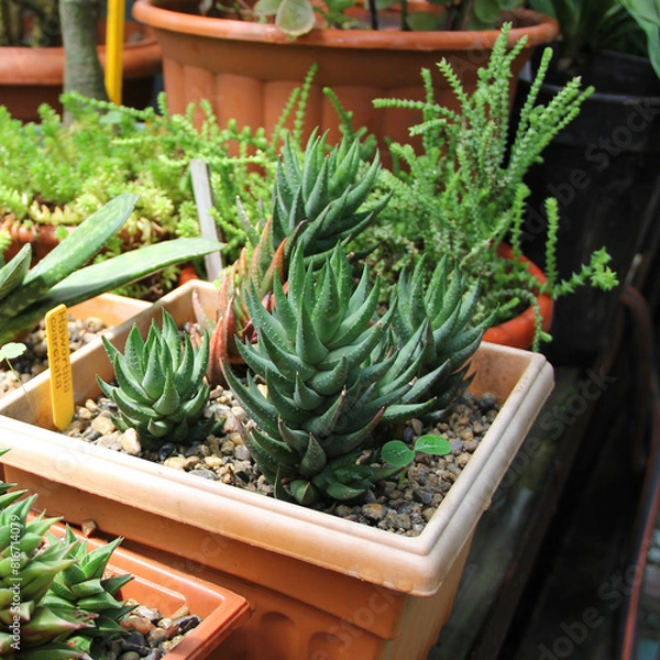 Fototapeta Haworthia coarctata. Haworthia close-up. succulent in a flowerpot close-up. Haworthia succulent. Haworthia collection.