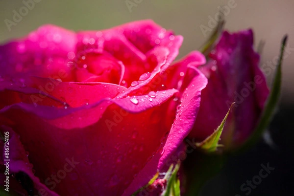 Fototapeta Macro background of water drops on rose petals