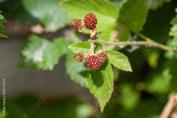 Fototapeta Rubus ulmifolius common blackberry summer berry red when immature and black when ripe