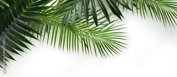 Fototapeta A tropical summer concept with a top view of flat laid palm leaves on a white background providing ample copy space for creative use