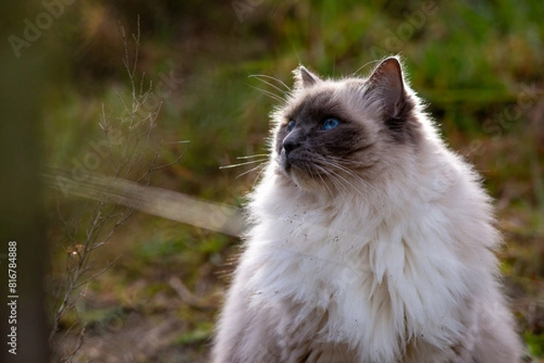 Fototapeta portrait of a ragdoll cat basking in the sun