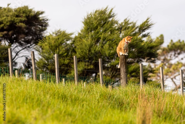 Fototapeta Farm cat with a vantage point
