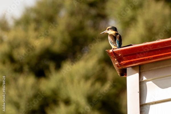 Obraz Sacred kingfisher