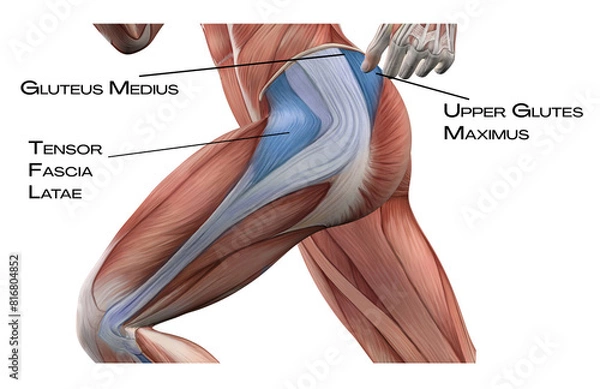 Fototapeta Lateral Line of th thigh - upper glutes maximus, gluteus medius, tensor fascia latae