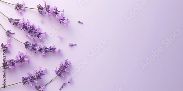 Fototapeta A clean background image with a few fallen Lavada flowers on the left for a computer desktop