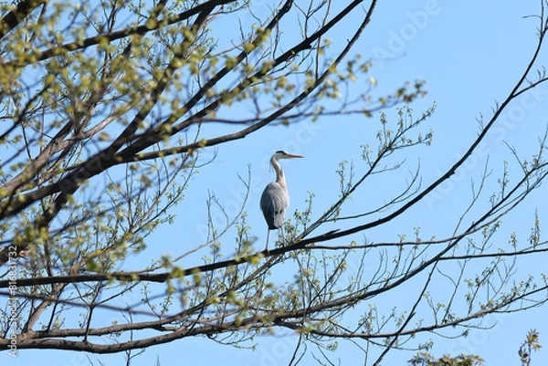 Fototapeta 新録の木の枝で羽を休めるアオサギ