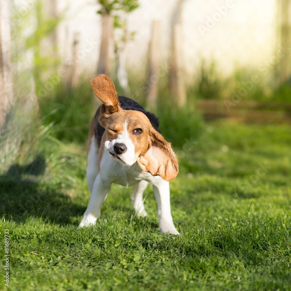 Obraz Funny Beagle dog shaking his head