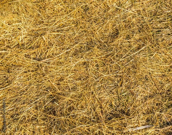 Obraz Dry yellow grass.