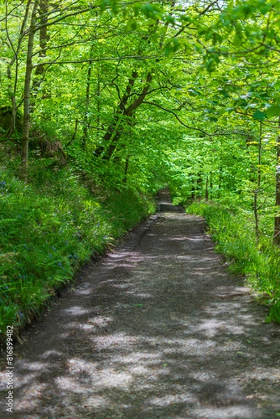 Fototapeta path in the forest