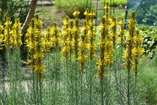 Obraz Asphodeline, lutea