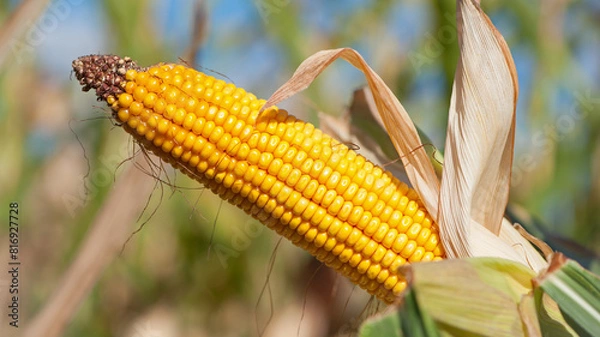 Fototapeta ears of corn and green leaves on a field background close-up. farm, A selective focus picture of corn cob in organic corn field. concept of good harvest, agricultural, yellow corn kernels