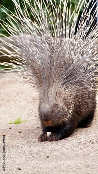 Obraz Stachelschwein - neugierig