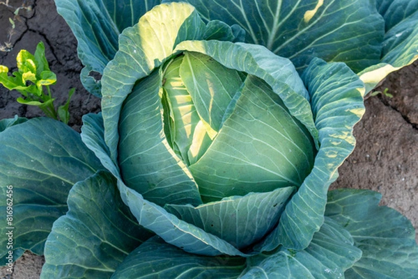 Obraz Large cabbages, ready to be harvested.
