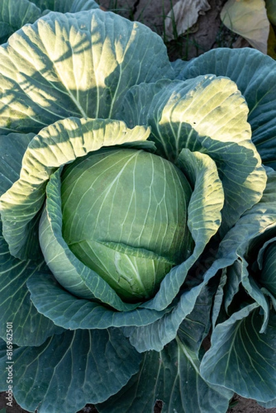Obraz Large cabbages, ready to be harvested.