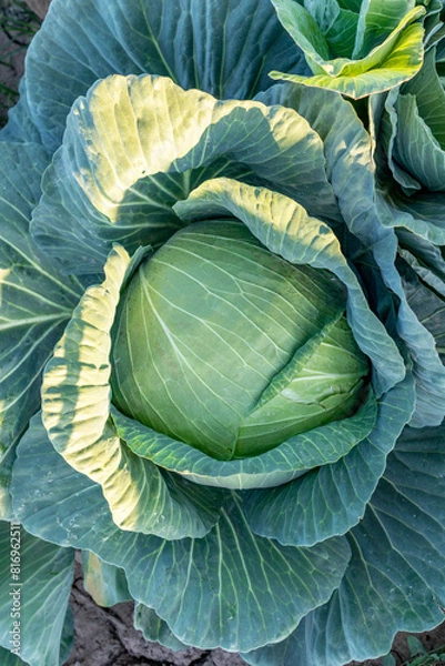 Obraz Large cabbages, ready to be harvested.