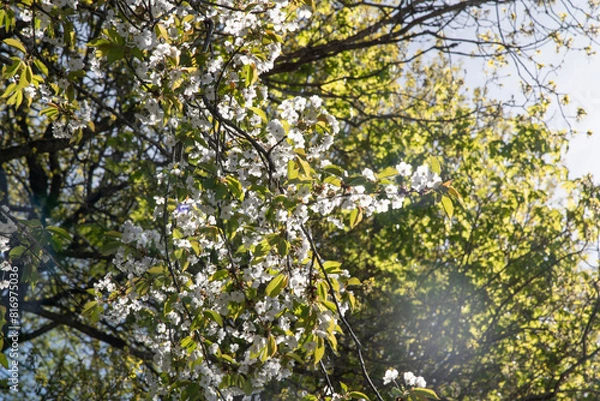 Obraz leaves on a branch