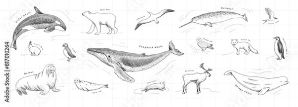 Obraz Hand-drawn arctic animals set in vector. Monochrome graphic sketch of polar wildlife. Antarctica fauna isolated on white background