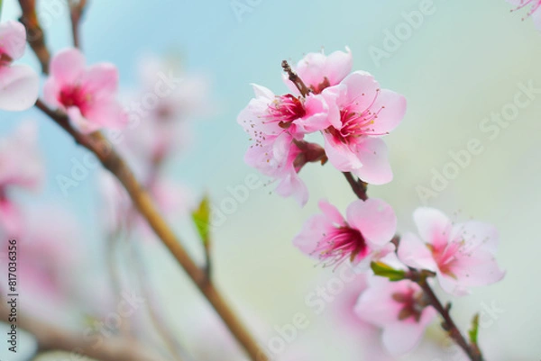Obraz pink cherry blossom in spring some blur - background