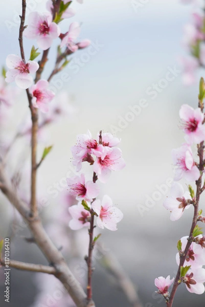 Obraz pink cherry blossom in spring background. Some blur flowers