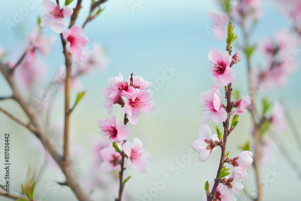 Fototapeta pink flowers cherry blossom, some blur - background