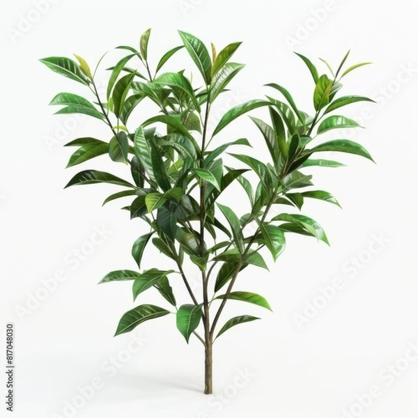 Fototapeta A green plant isolated on a white background for graphic design or mockup