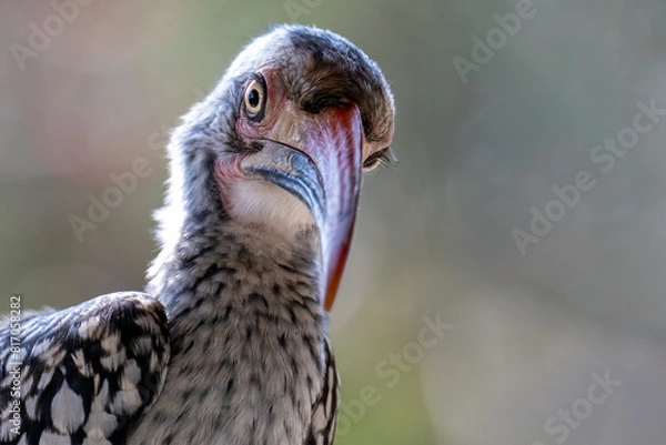 Obraz Hornbill