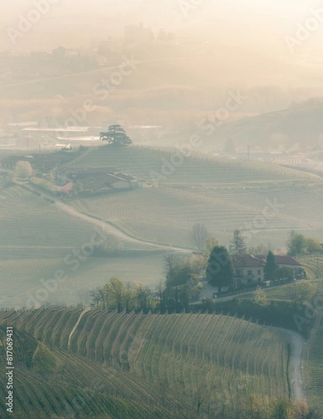 Fototapeta Vertical view of a vineyard at dawn