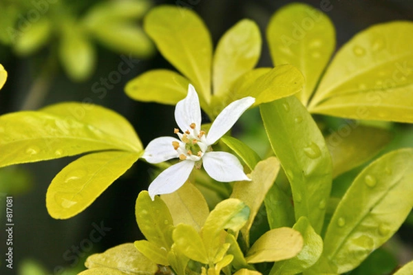 Fototapeta flower on a choisya shrub