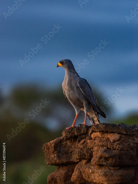 Fototapeta A Hawk watching the environment form a rock