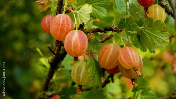 Obraz Ripe gooseberries on a branch in the garden. Growing and harvesting berries in the garden.