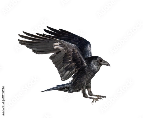 Fototapeta A beautiful raven (Corvus corax) in flight isolated on transparent background