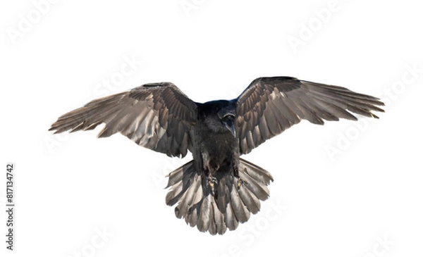 Fototapeta A beautiful raven (Corvus corax) in flight isolated on transparent background