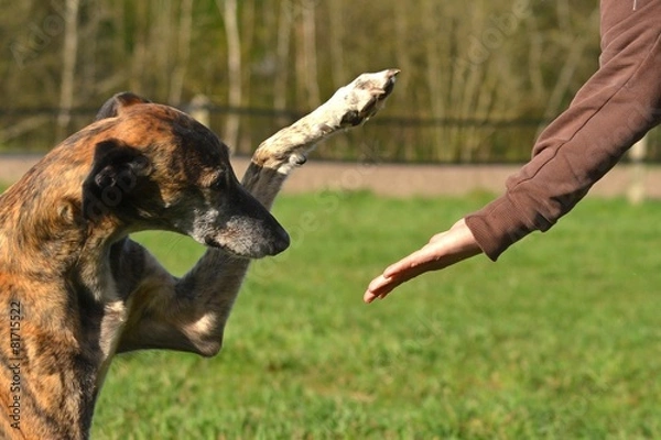 Obraz Galgo Espanol gibt Pfote