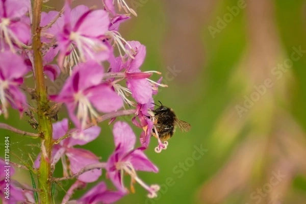 Obraz A close-up image of a honey bee collecting nectar from a vibrant pink fireweed flower. The intricate details of the insect and blossom are highlighted against a lush green backdrop.