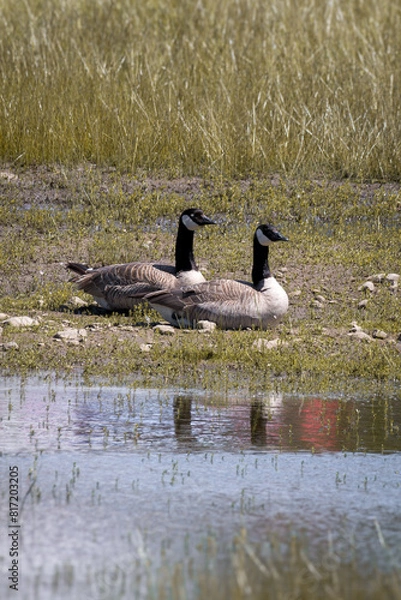 Obraz Two geese lying next to each other during the daytime near a residential pond.