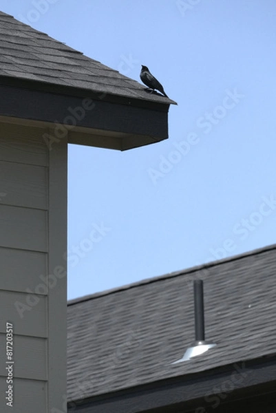 Obraz Small black bird on the edge of a duplex home rooftop with exhaust vent pipe in the distance.