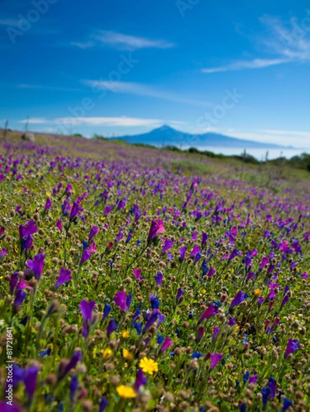 Obraz La Gomera, flowering mountain meadows