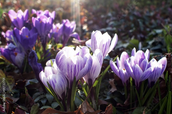 Obraz Crocus Sunrise