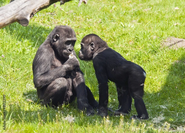 Fototapeta Two young gorillas
