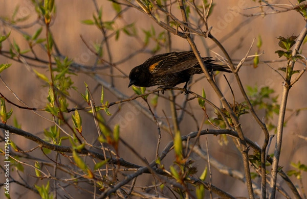 Obraz Red Wing Blackbird
