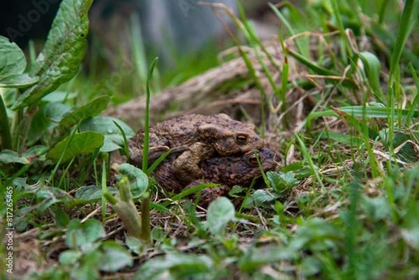 Obraz Two toads while mating in a natural habitat